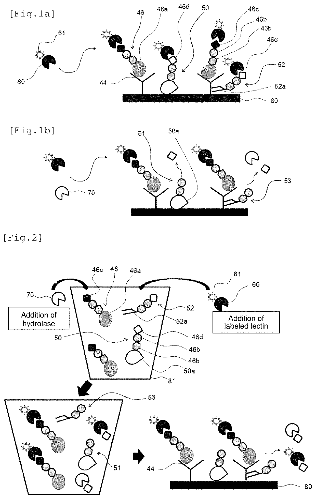 Antigen detection method which uses lectin and comprises enzyme treatment step