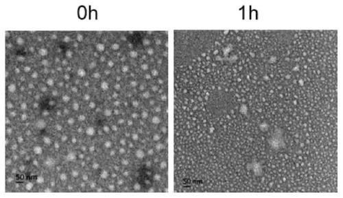 Hypoxia-sensitive nitrobenzenized chitosan and preparation method and application thereof