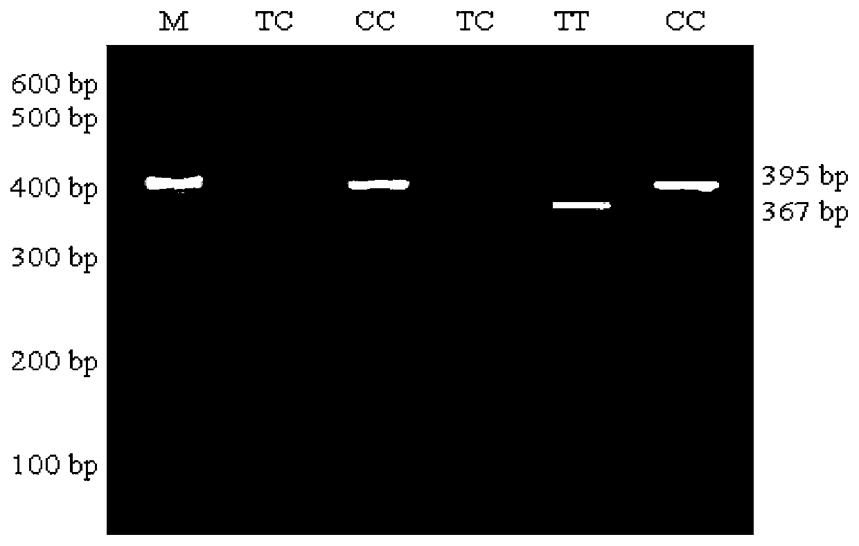 SNP molecular marker for CFL1 gene of Qinchuan cattle and detection method of SNP molecular marker