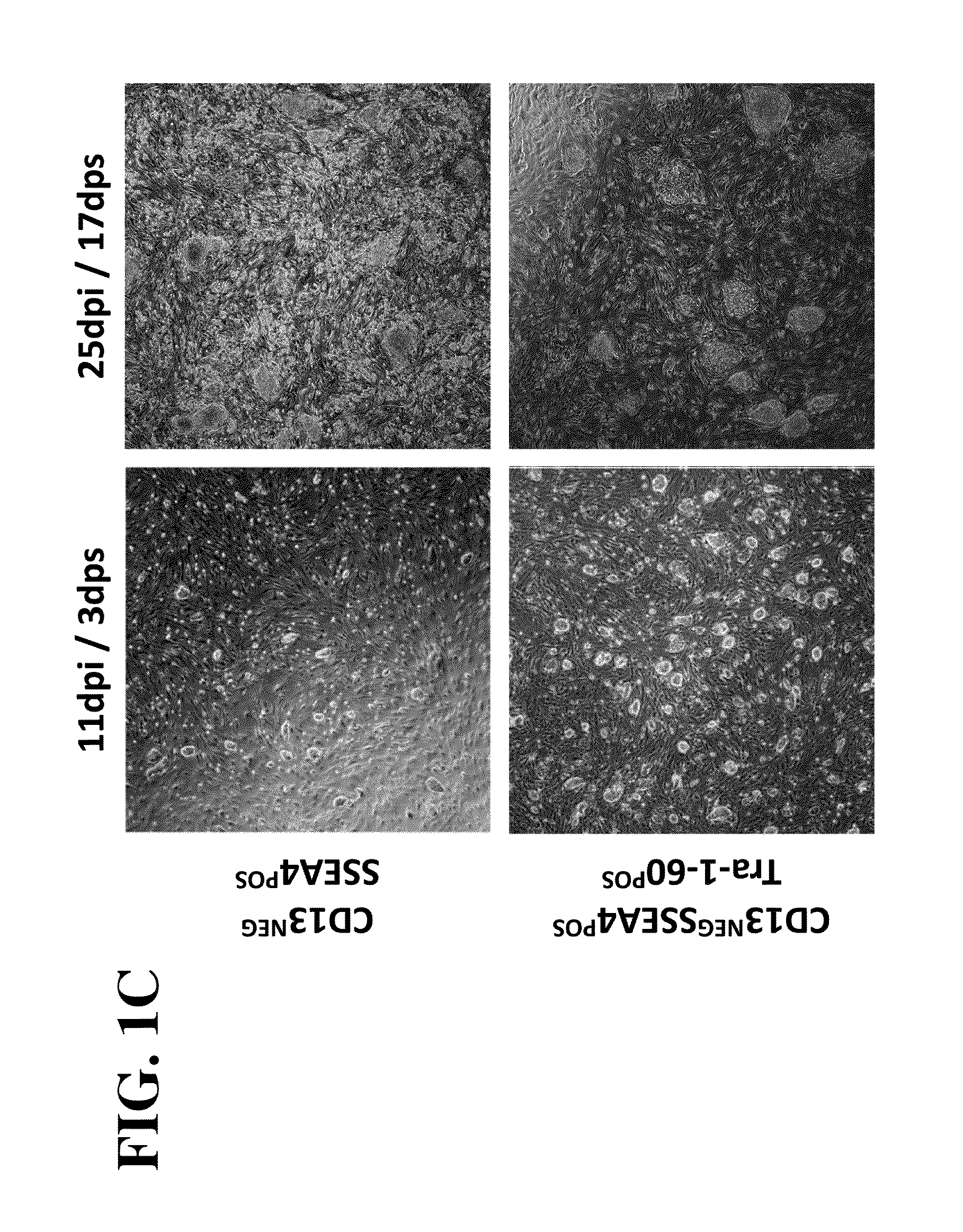 Methods for producing induced pluripotent stem cells