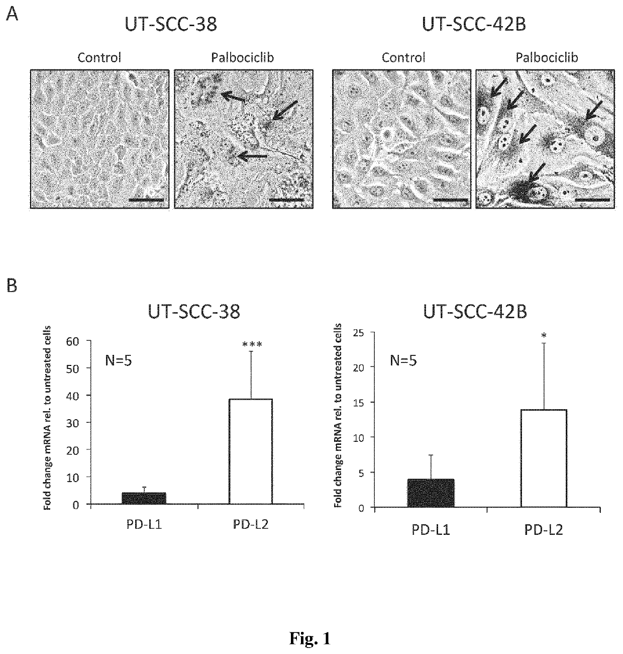 Identification and elimination of damaged and/or senescent cells