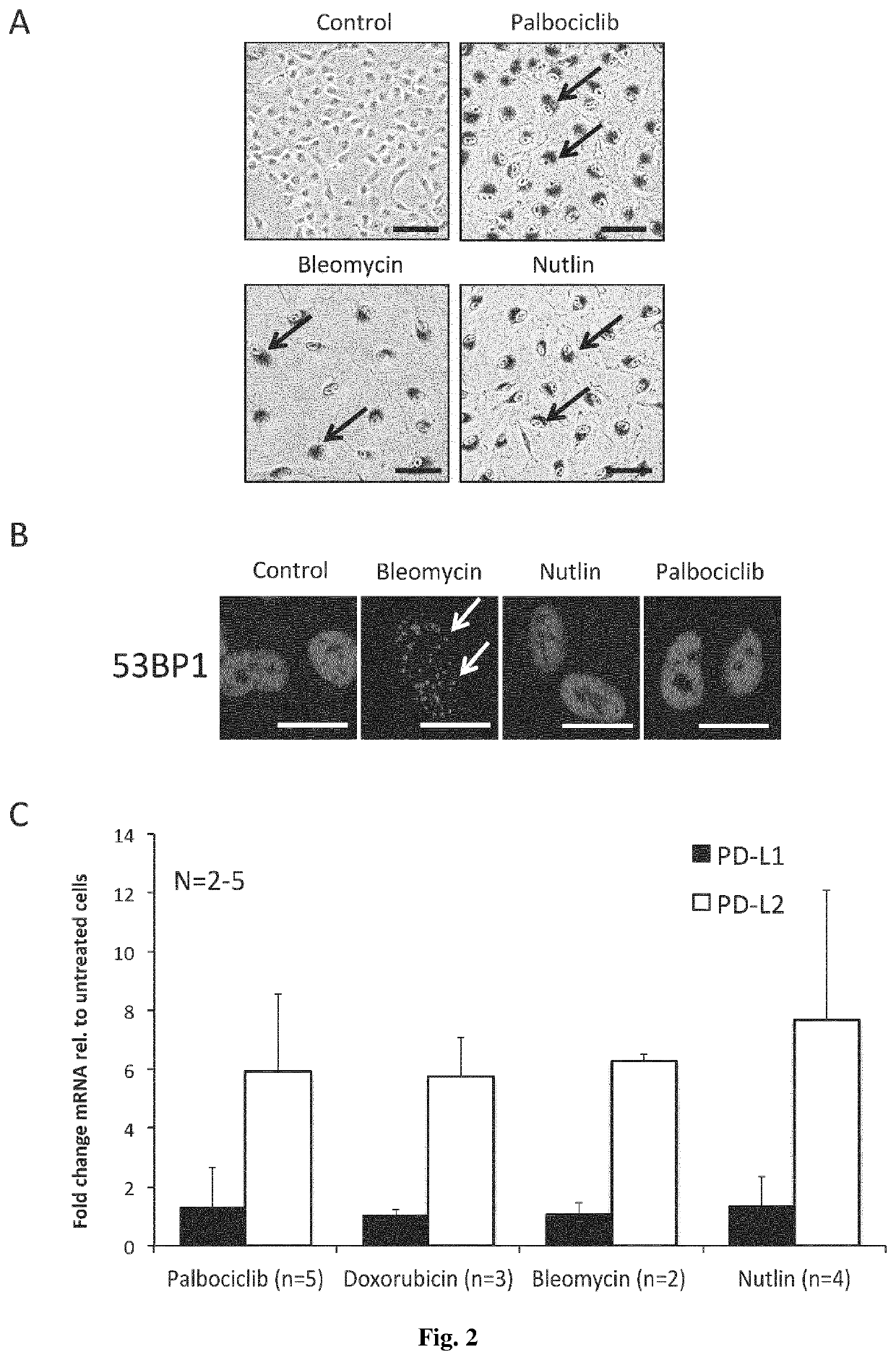 Identification and elimination of damaged and/or senescent cells