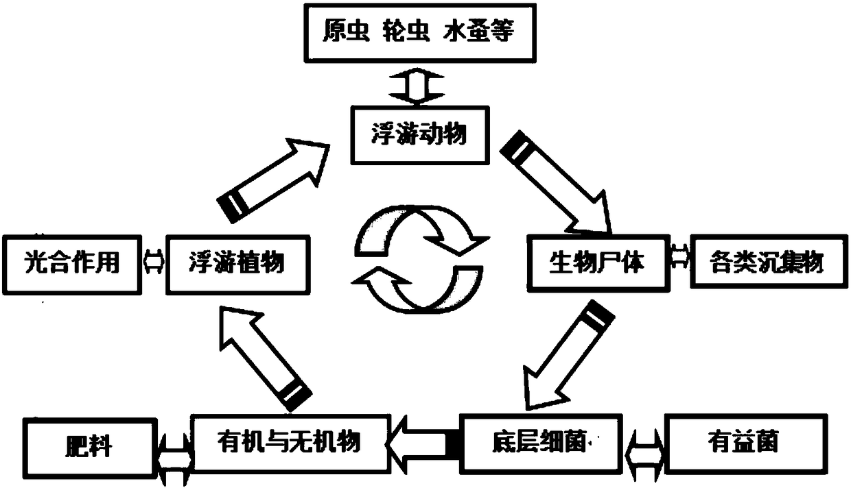 Artificial breeding method of coreius guichenoti