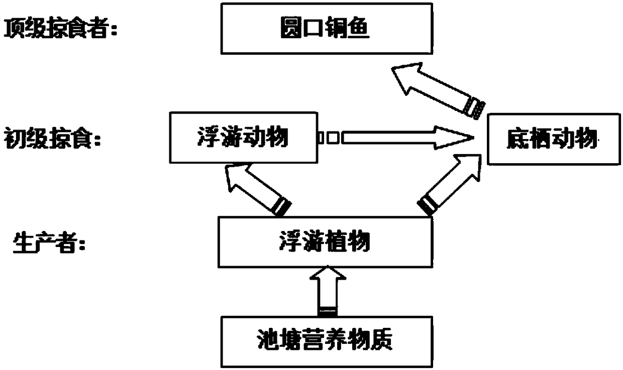 Artificial breeding method of coreius guichenoti