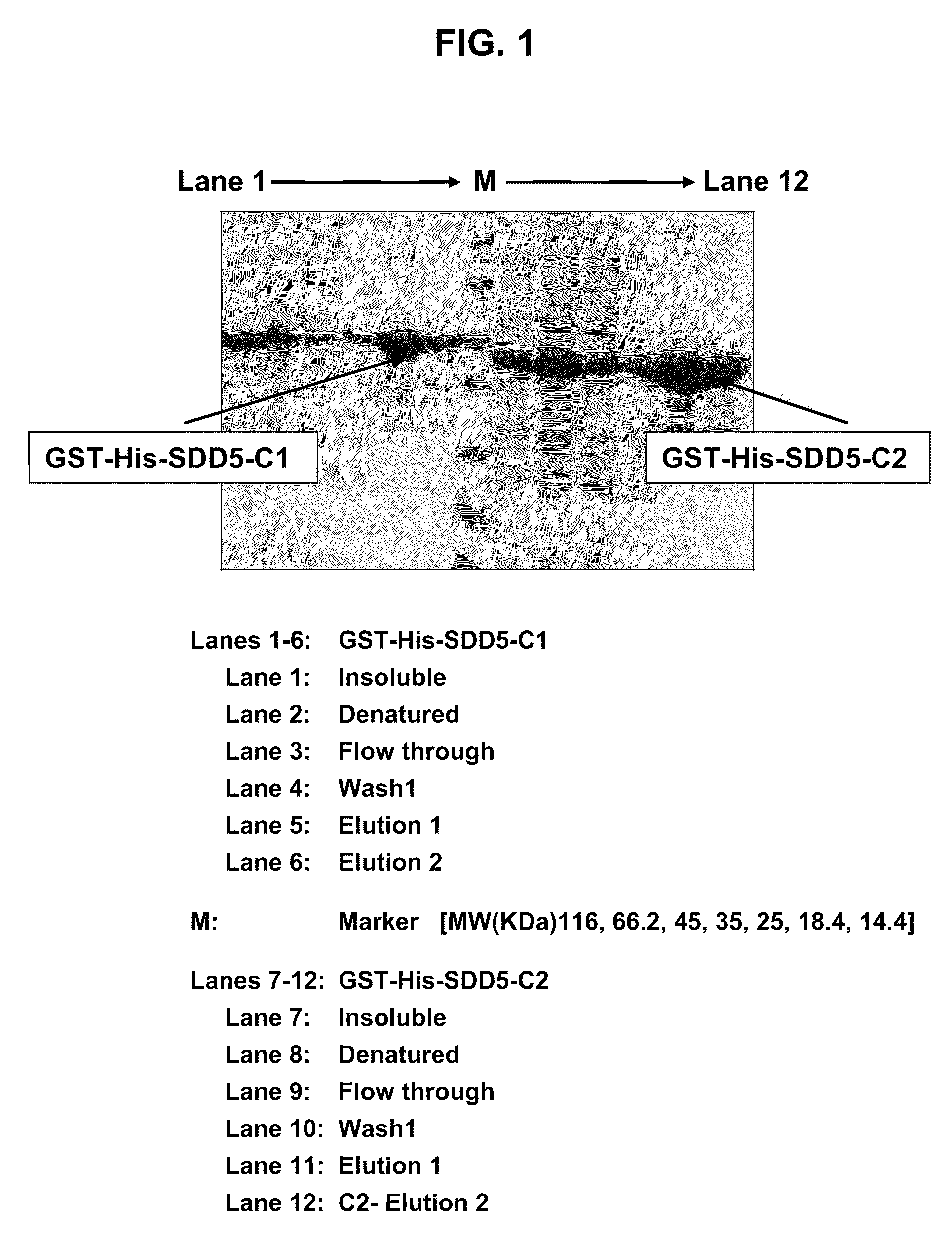 Antibodies against delta-5 desaturase and uses thereof