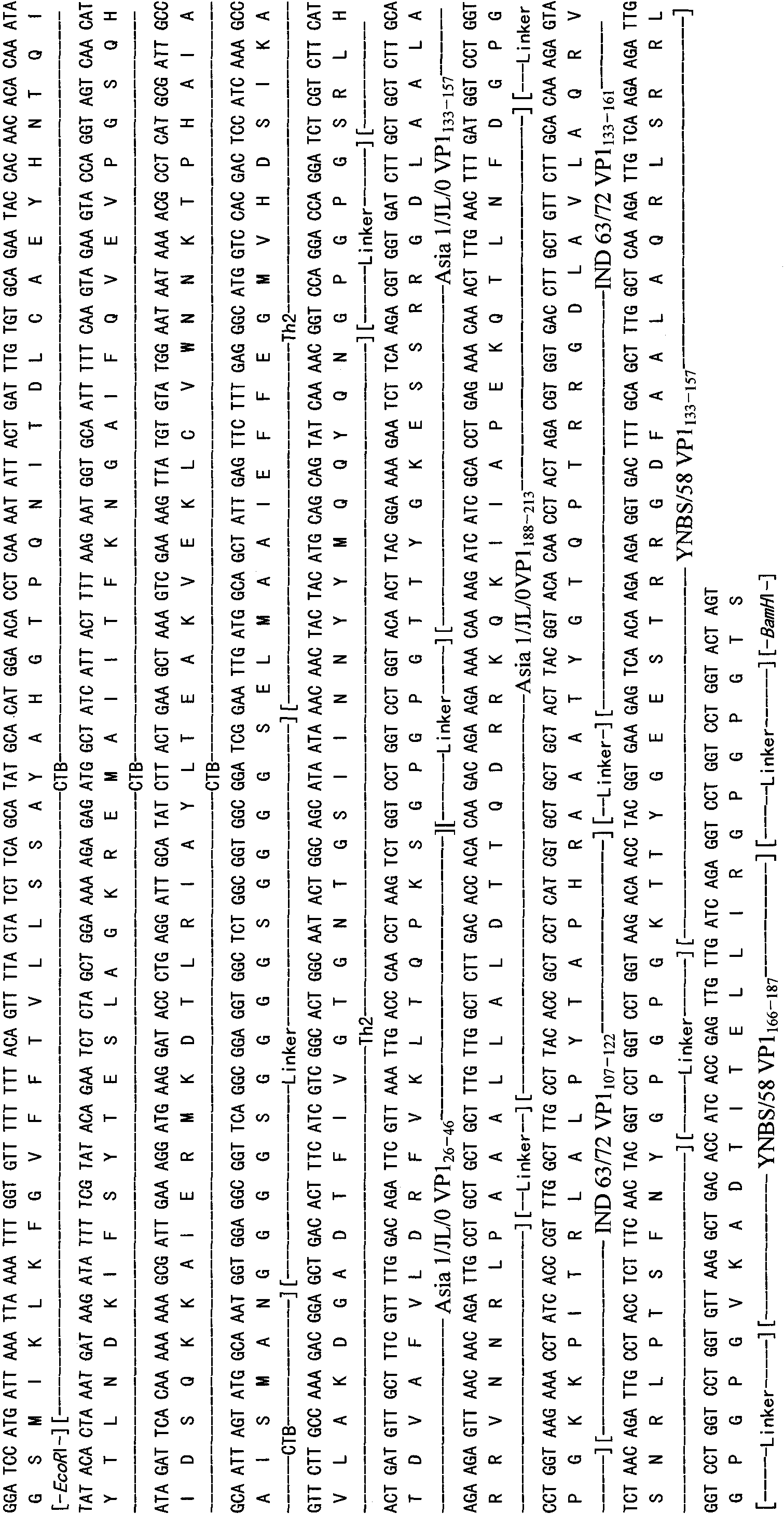 Asia 1-type FMDV compound multiepitope