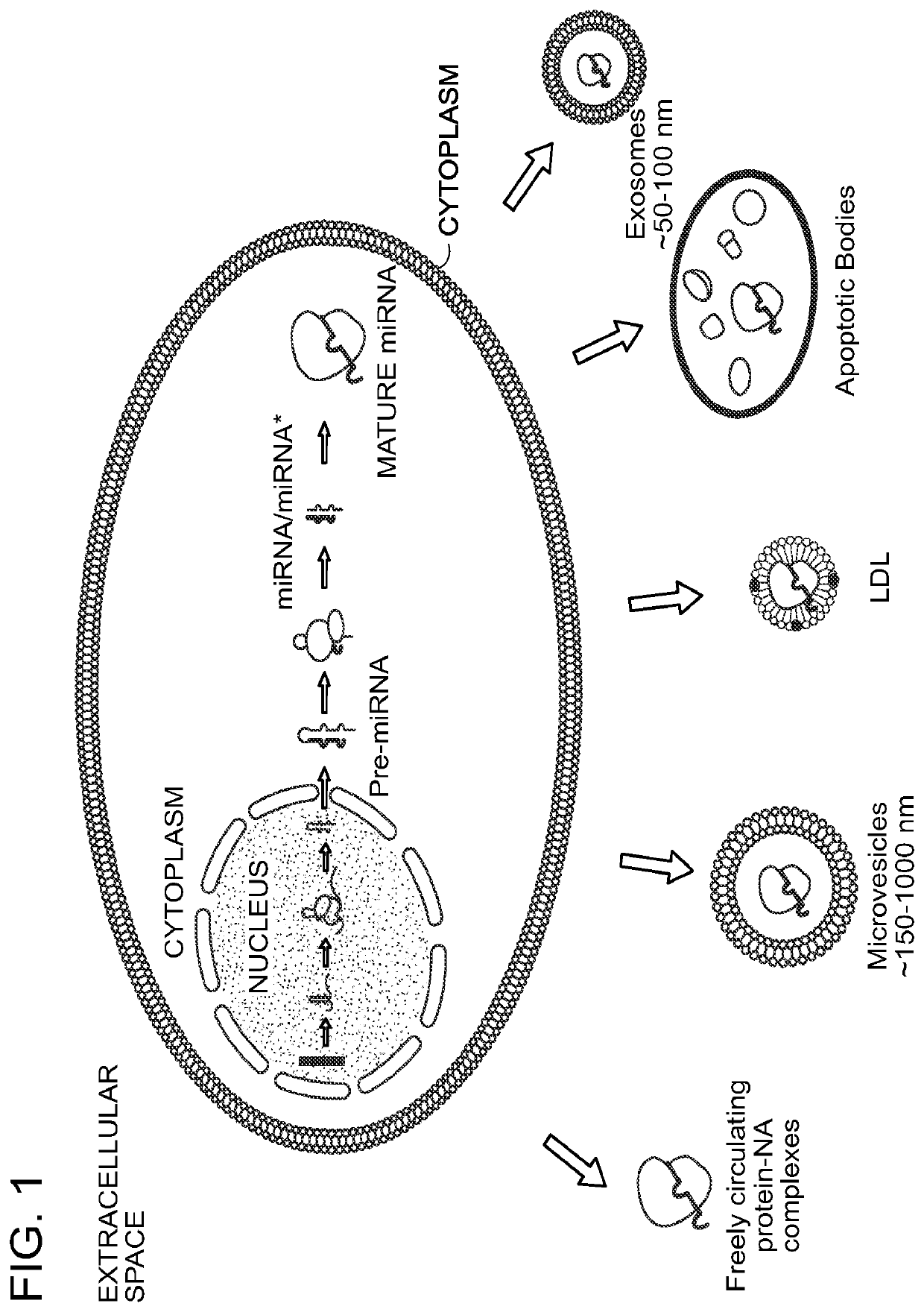 Methods for the isolation of extracellular vesicles and other bioparticles from urine and other biofluids