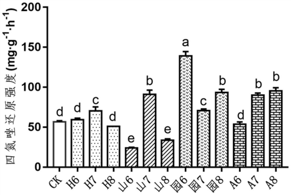 Water culture method of gynostemma pentaphylla