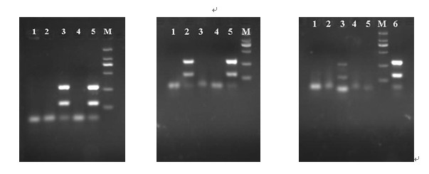 Single-tube multi-primer mini-pool (MP) HIV (human immunodeficiency virus) nucleic acid test kit