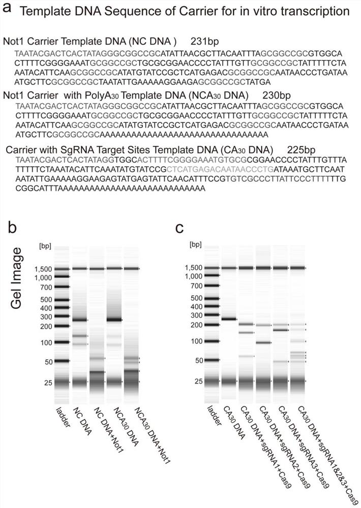 A method for constructing a single-cell RNA sequencing library