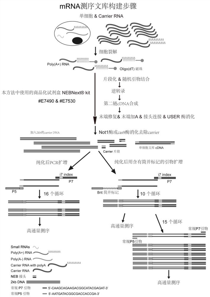 A method for constructing a single-cell RNA sequencing library