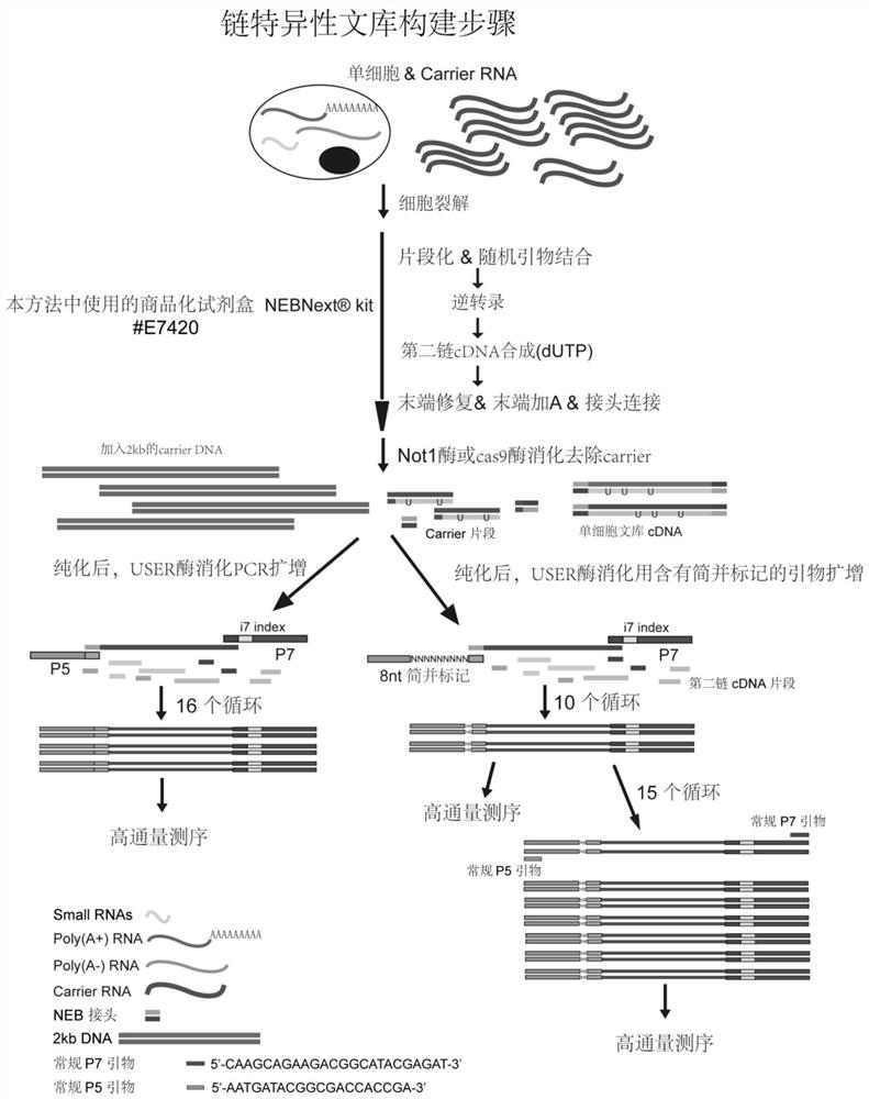 A method for constructing a single-cell RNA sequencing library