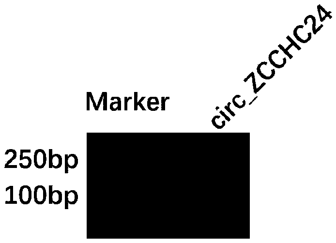 Goat circular RNA, and identification method and functional application thereof