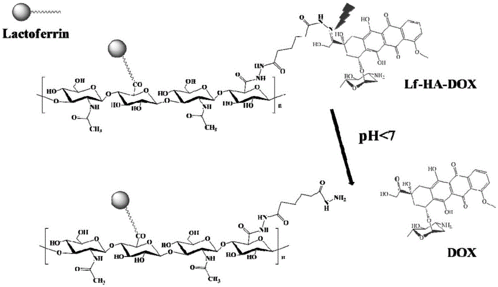 Lf-HA-DOX macromolecule prodrug compound, constructing method thereof and application of Lf-HA-DOX macromolecule prodrug compound to treating glioma