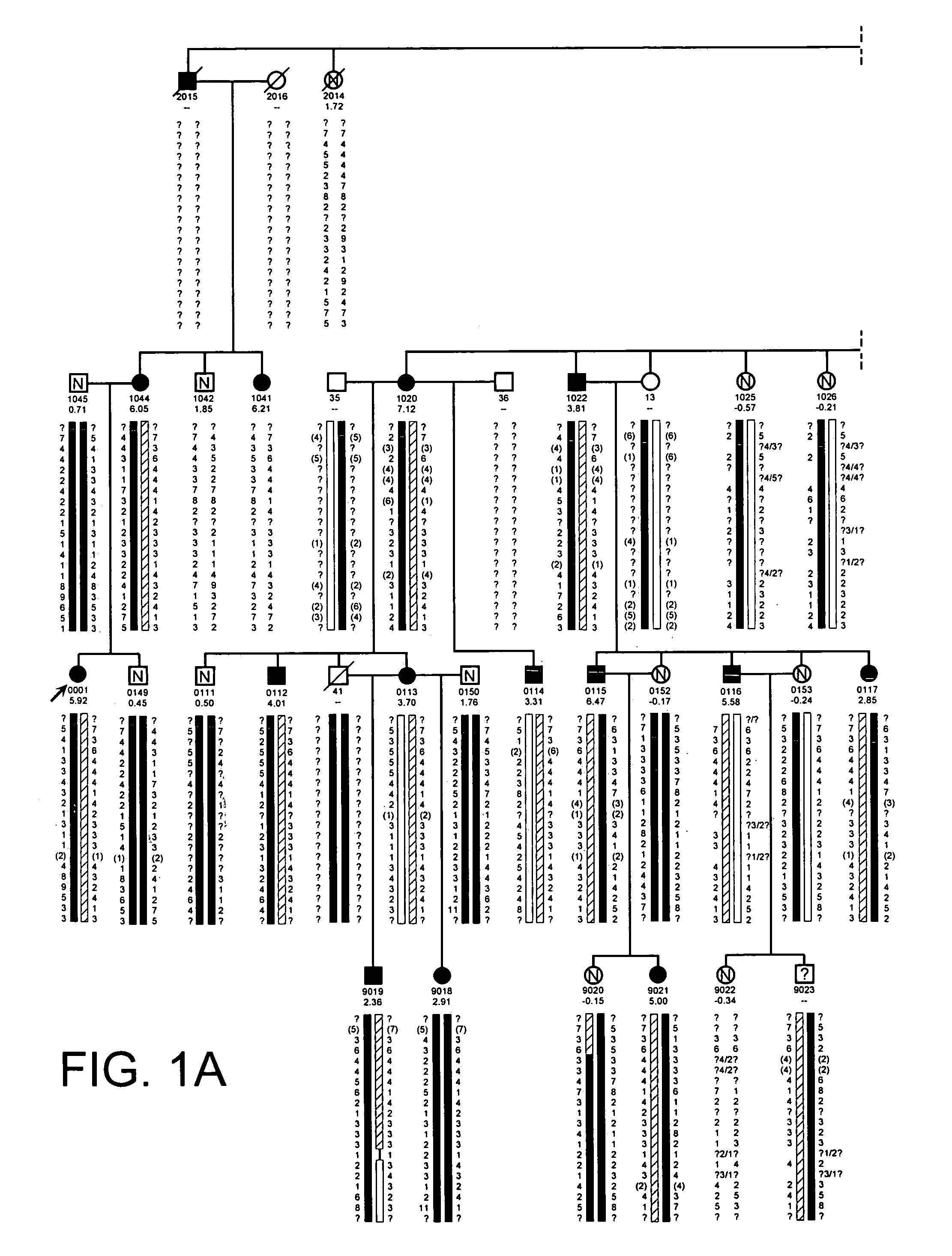 Transgenic animal model of bone mass modulation