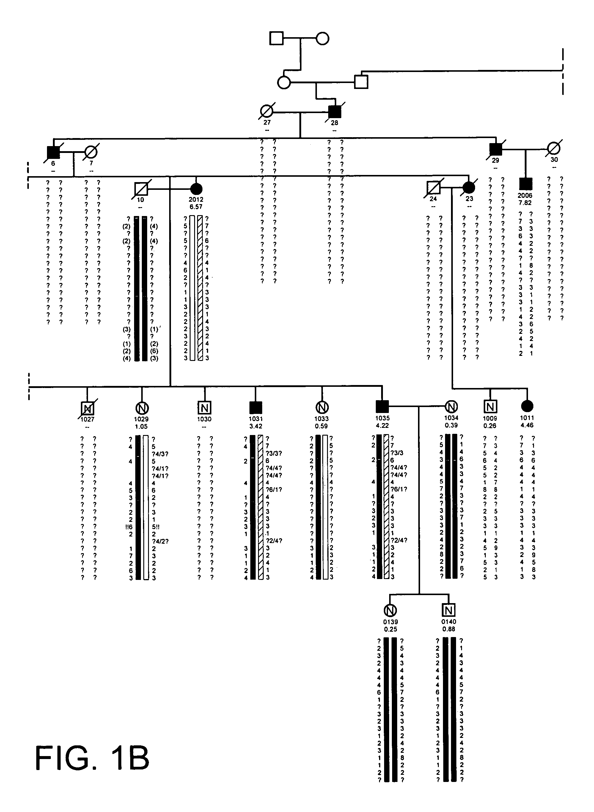 Transgenic animal model of bone mass modulation