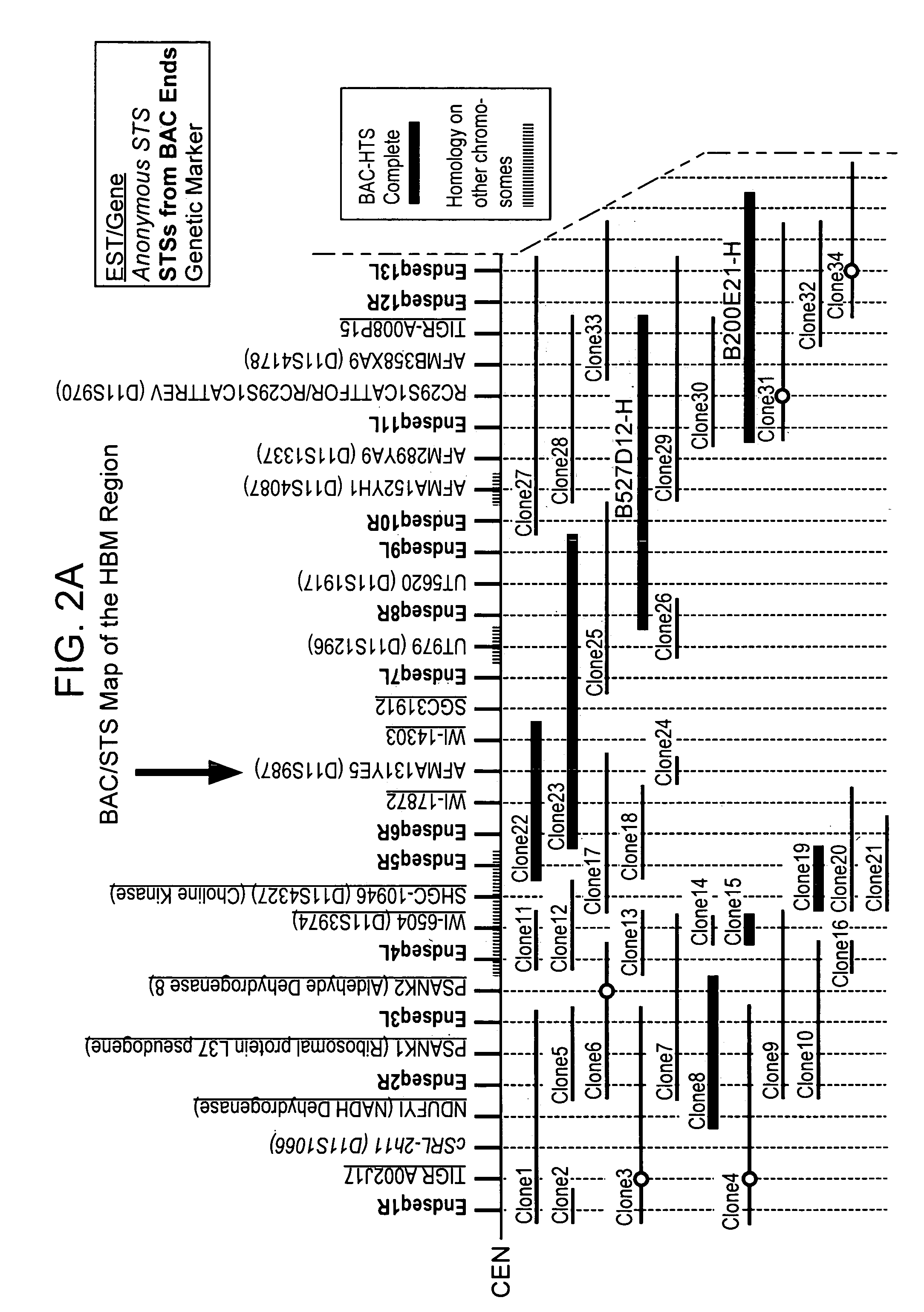 Transgenic animal model of bone mass modulation