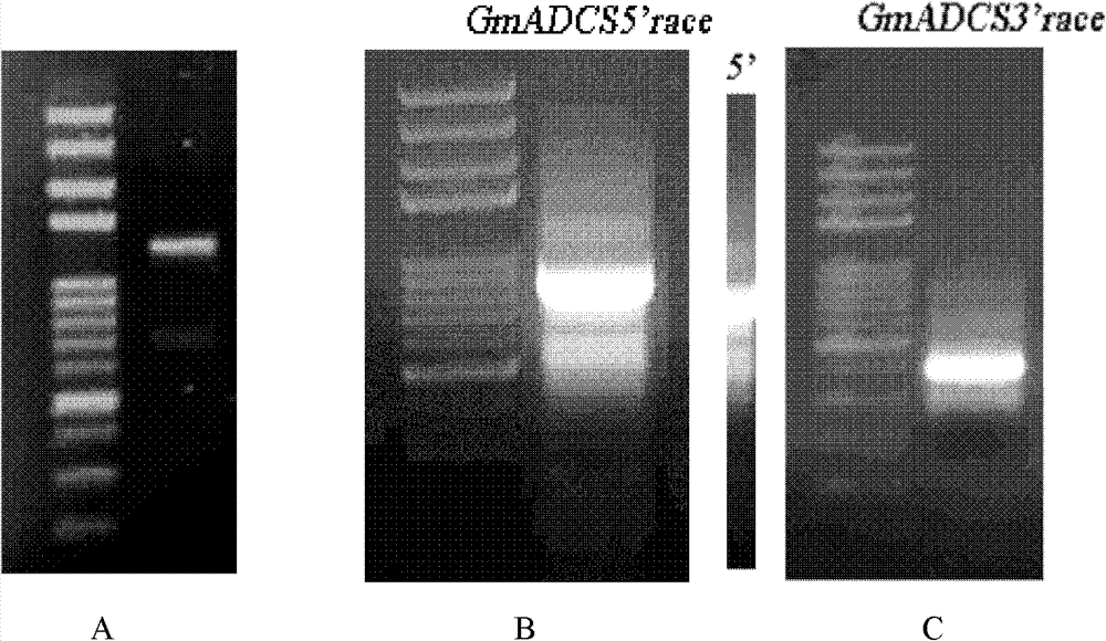 Soybean folic acid synthesis key enzyme ADCS and gene and application thereof