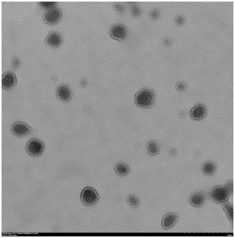 Recombinant mesenchymal stem cell, function-enhanced exosome as well as preparation method and application of function-enhanced exosome