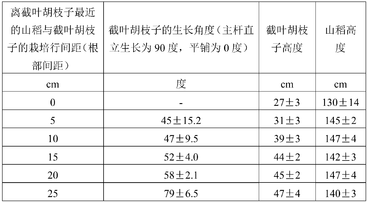 A biomimetic composite management method of rattan tea, woody oil crops and mountain rice