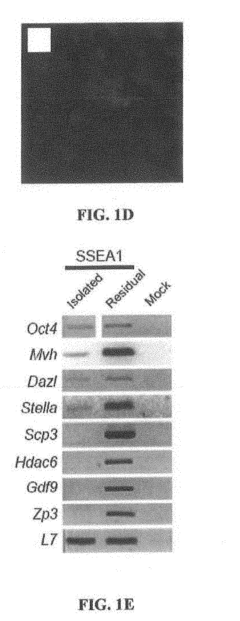 Methods and Compositions  for Producing Germ Cells from Bone Marrow Derived Germline Stem Cells