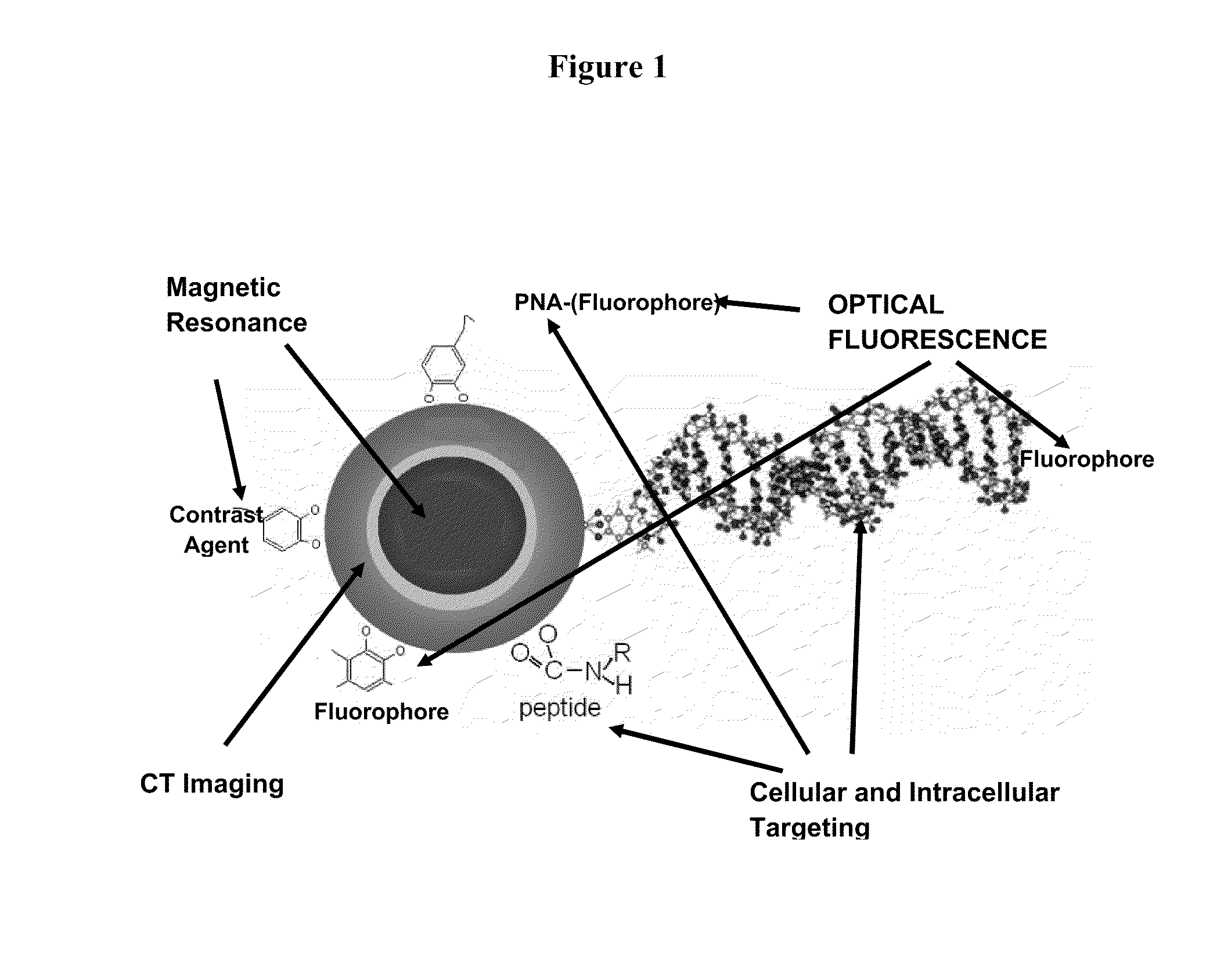 Multifunction nanoconjugates for imaging applications and targeted treatment