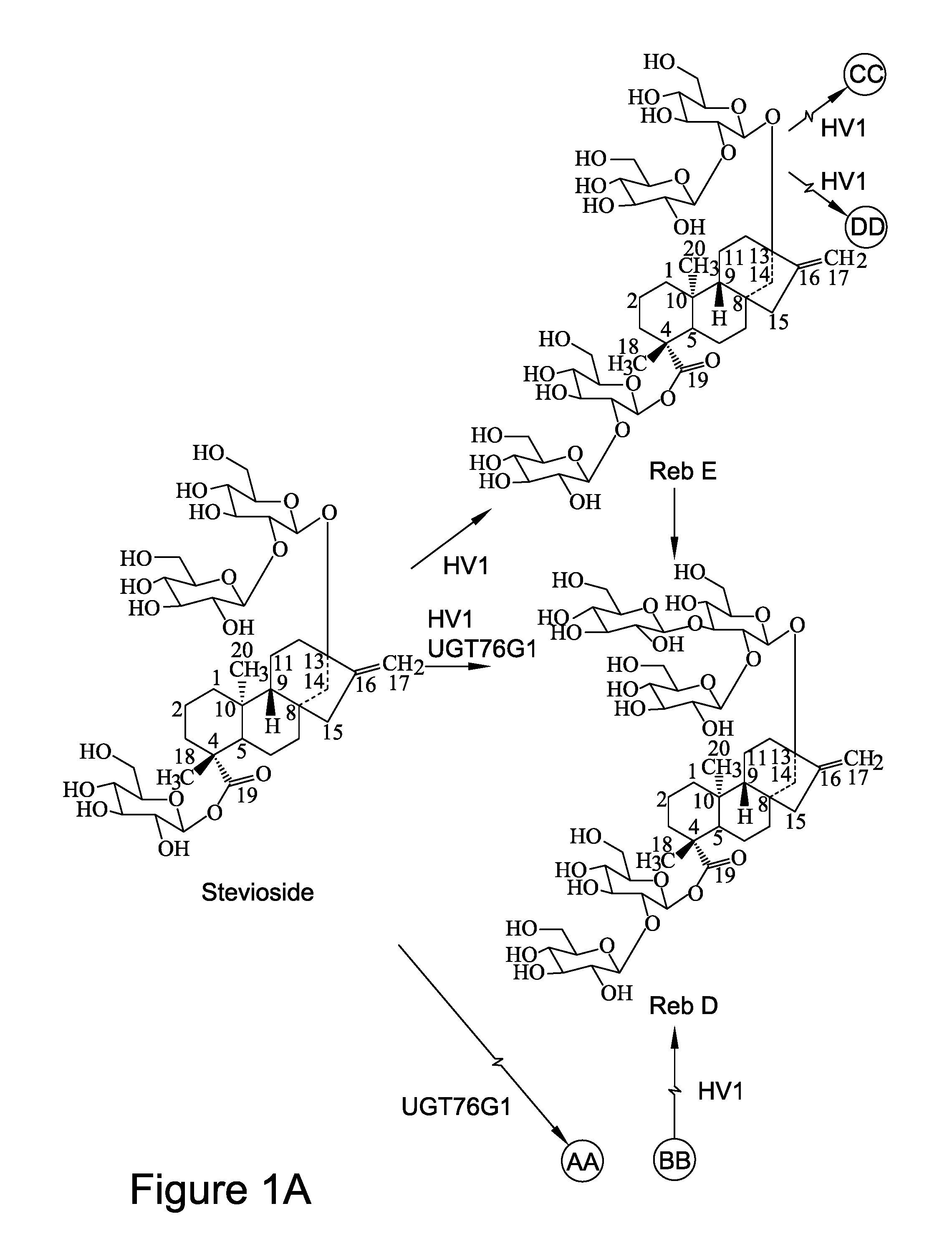 Recombinant production of steviol glycosides