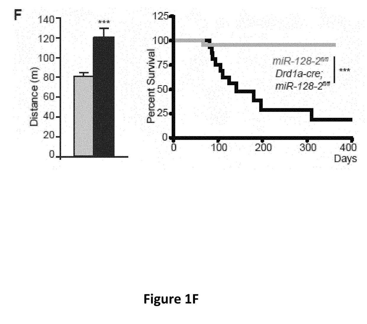 Compositions and methods for modulating neuronal excitability and motor behavior