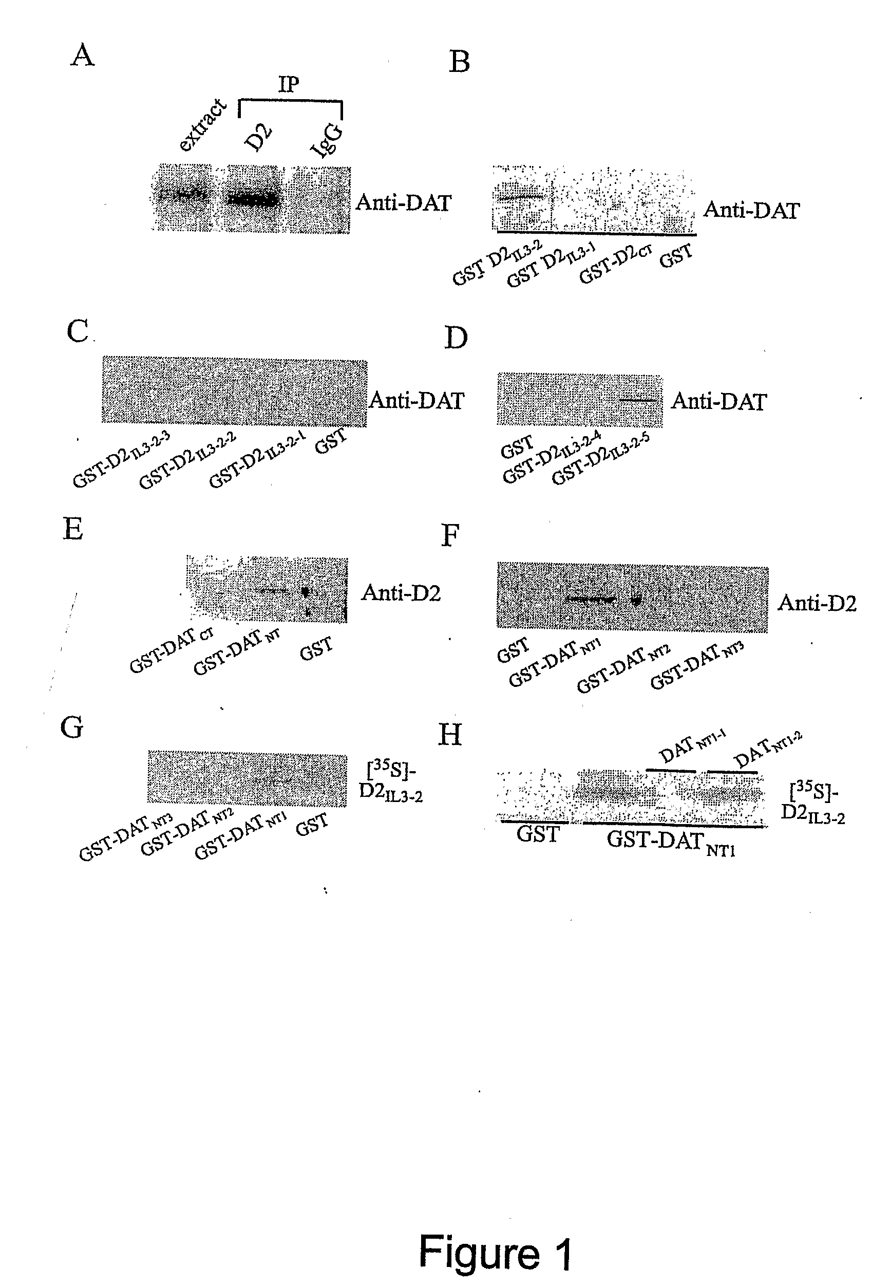 Compositions and Methods For Modulating Dopamine Nerutransmission