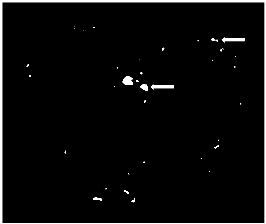 Tissue engineering bone blood vessel radiography method and blood vessel intubation tube