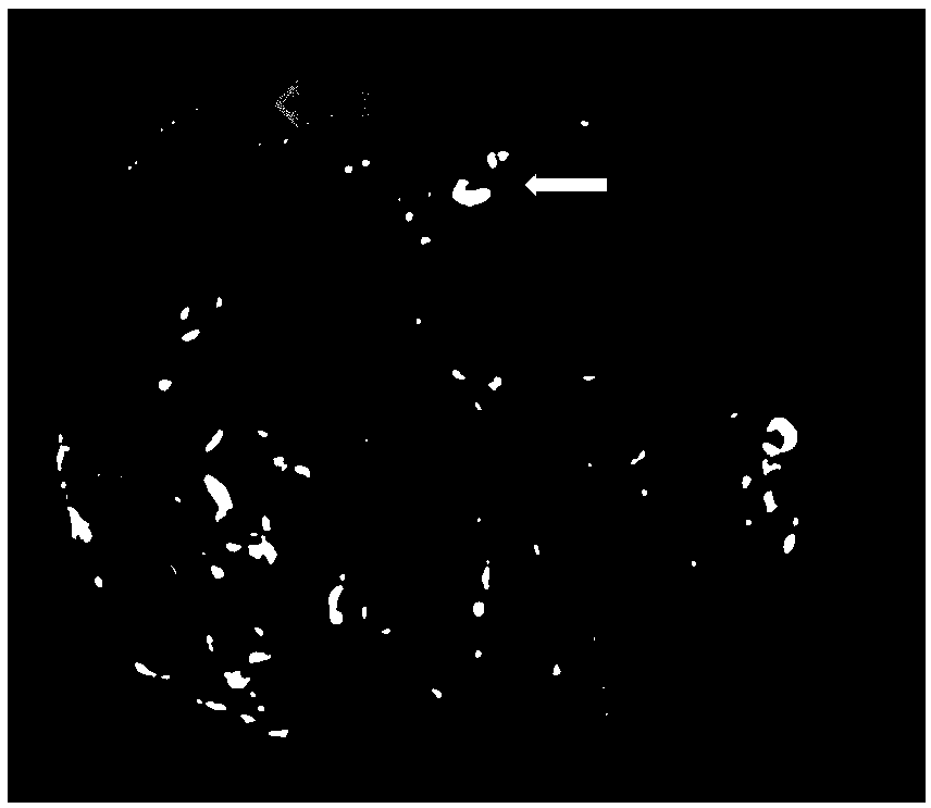 Tissue engineering bone blood vessel radiography method and blood vessel intubation tube