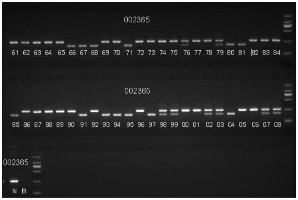 Application of NOX2 specific inhibitor in preparation of retinal degeneration drugs