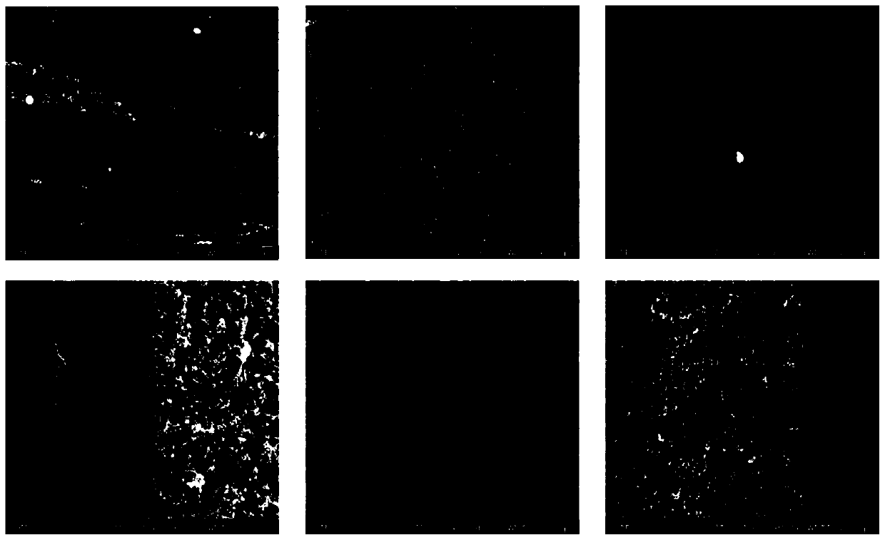 One-step formed hollow fiber nanofiltration membrane filament and preparation method thereof