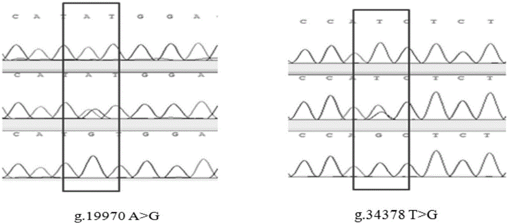 Group of SNP (single nucleotide polymorphism) molecular markers for screening and detecting ejaculatory amount and fresh sperm activity level of stud bulls