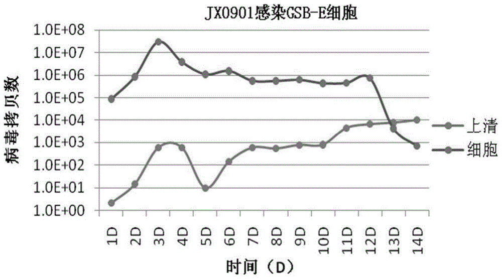 Grass carp swim bladder epithelioid cells line and application