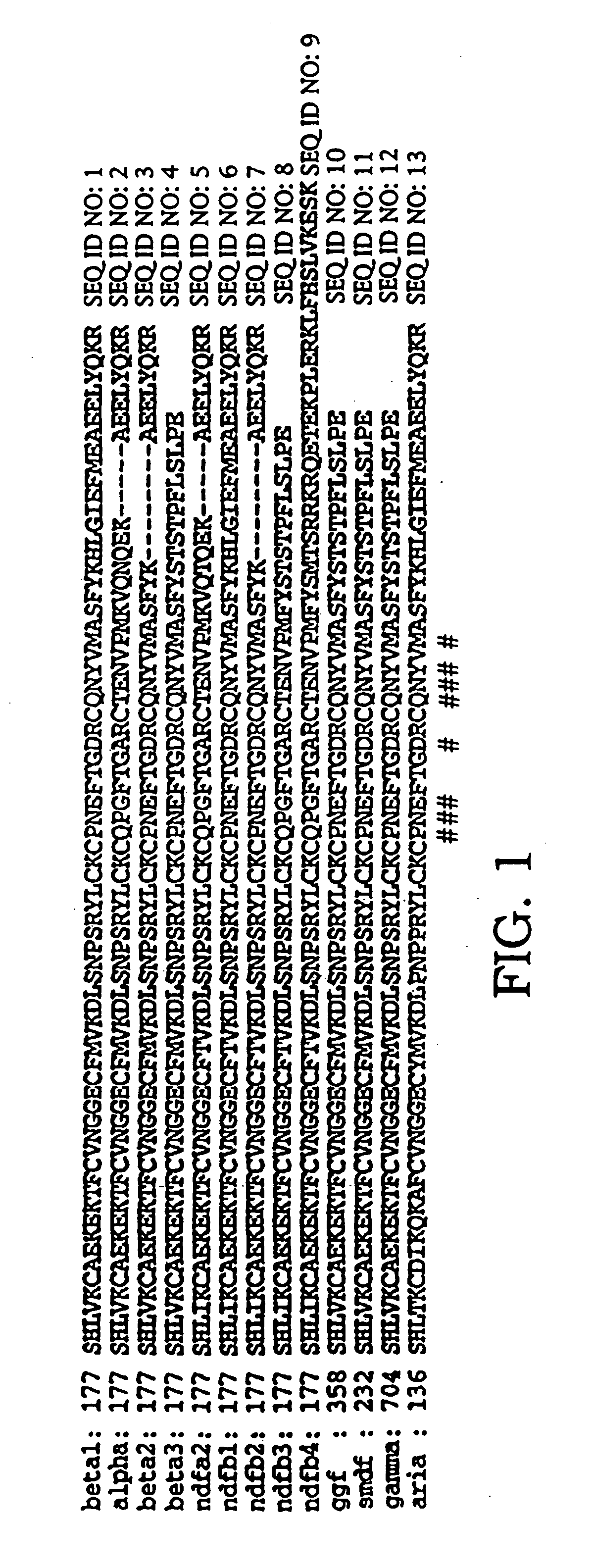 Heregulin variants