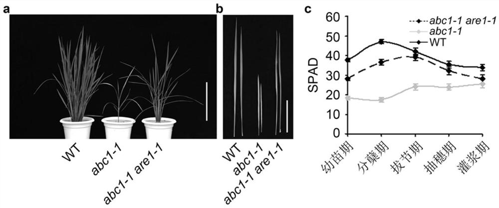 Application of the protein Osare1 in the regulation of plant senescence