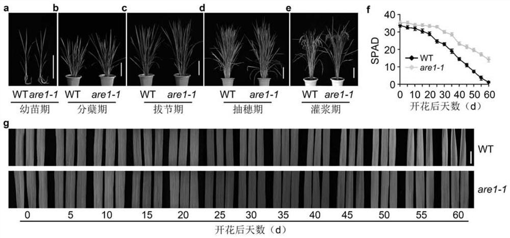 Application of the protein Osare1 in the regulation of plant senescence
