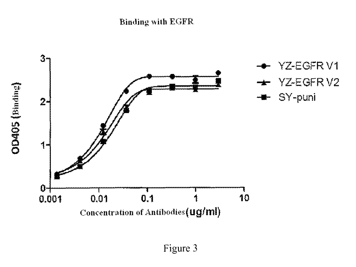 Epidermal growth factor receptor antibody