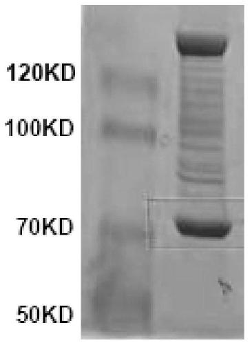 Method for purifying gram-grade mechanical functional proteins on large scale