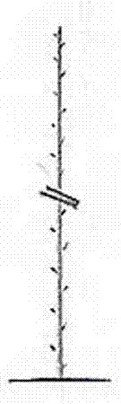 Two-branch one-trunk forming and planting method and reshaping method for apple trees