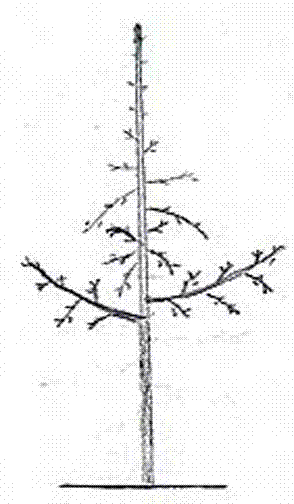 Two-branch one-trunk forming and planting method and reshaping method for apple trees