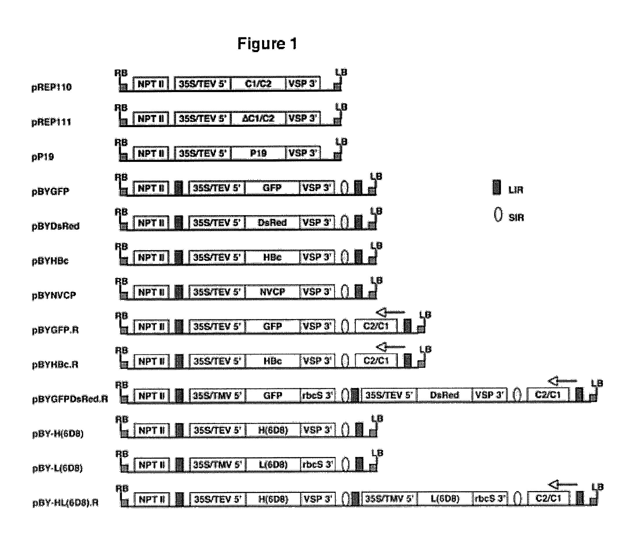 DNA replicon system for high-level rapid production of vaccines and monoclonal antibody therapeutics in plants