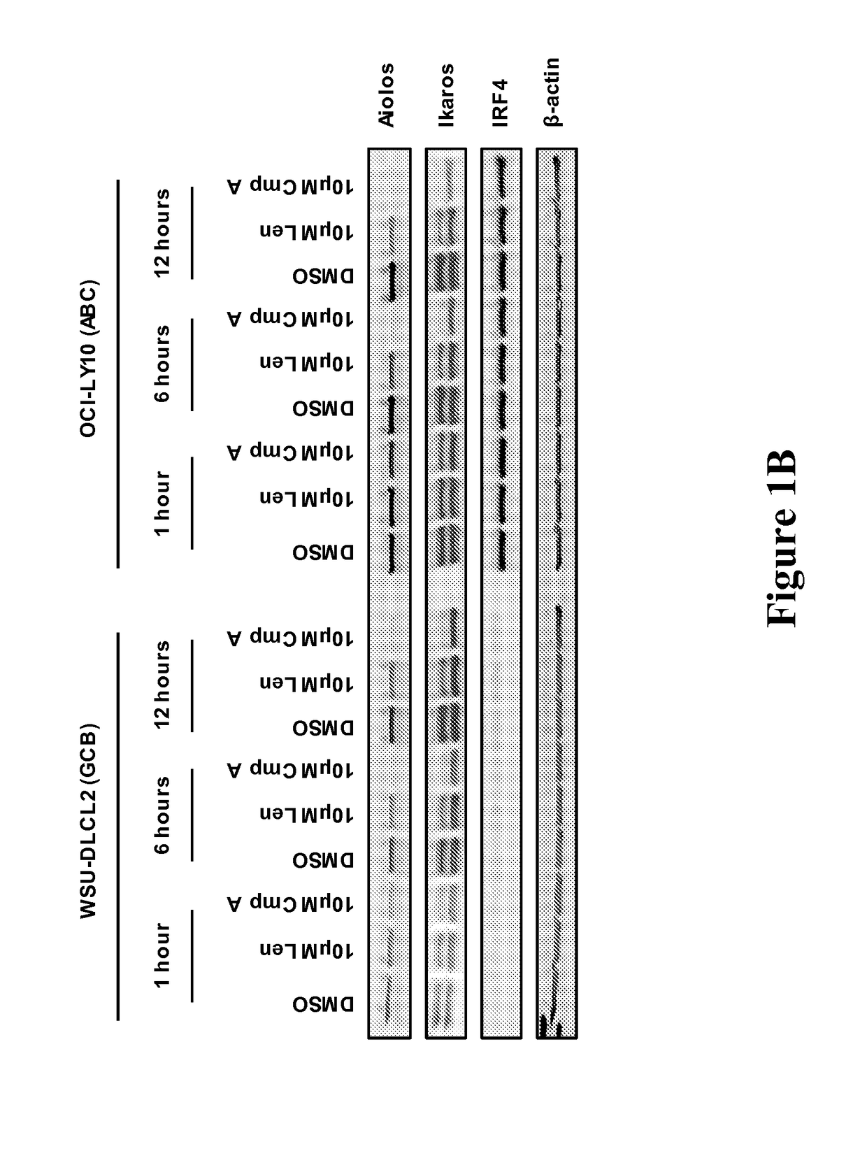 Methods for determining drug efficacy for the treatment of diffuse large b-cell lymphoma, multiple myeloma, and myeloid cancers