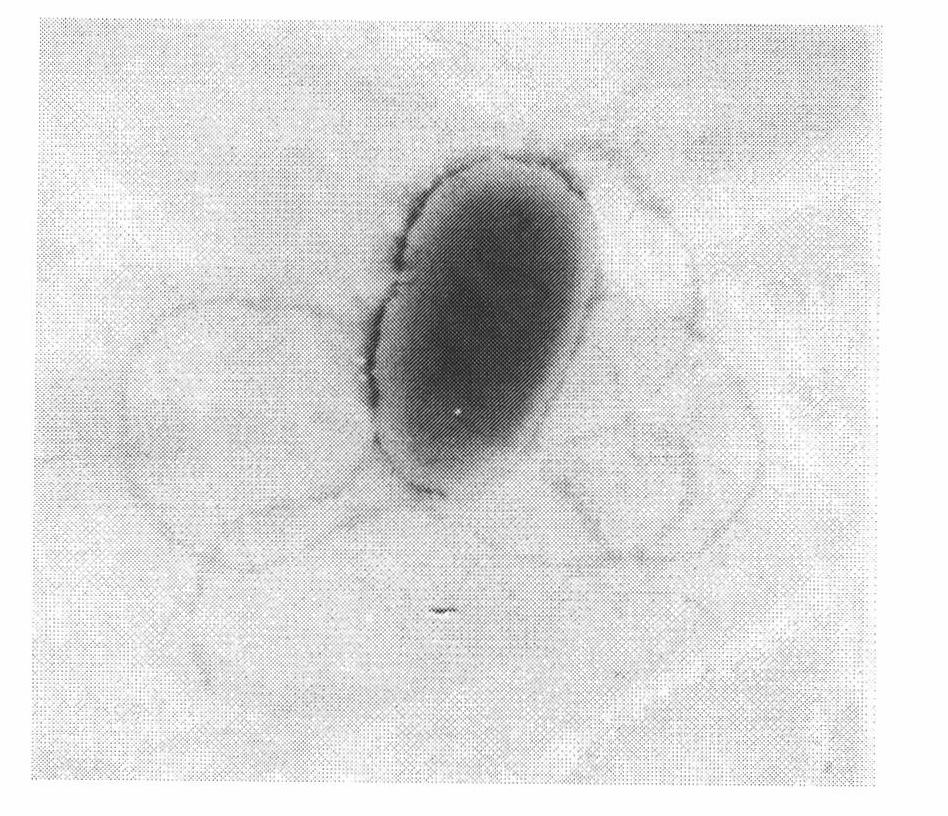 Culture method and applications of Pseudomonas aurantiaca