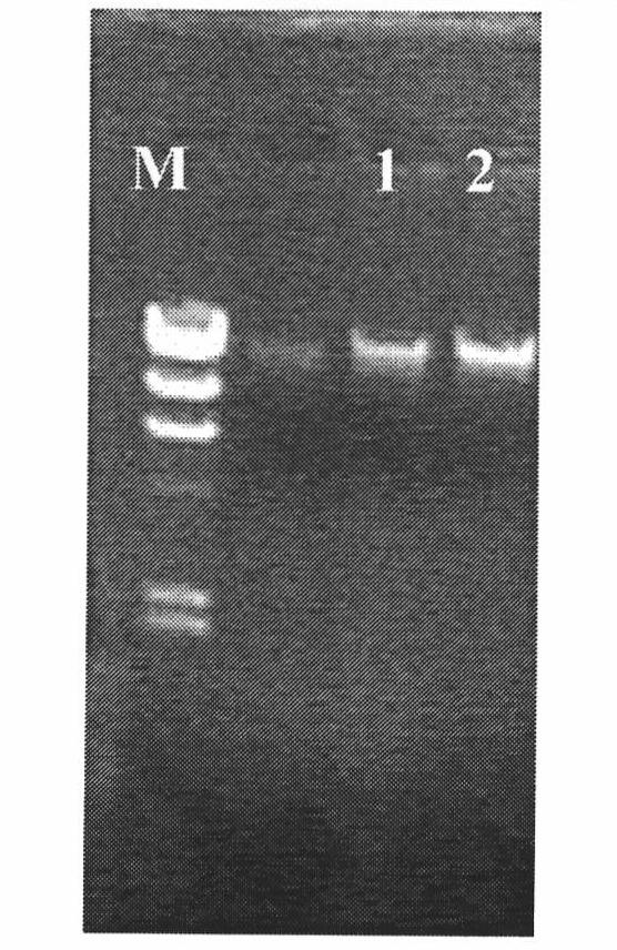 Culture method and applications of Pseudomonas aurantiaca