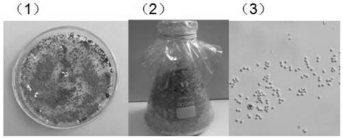 Strains and microbial inoculum for preventing and treating crop diseases as well as preparation method and application of strains and microbial inoculum