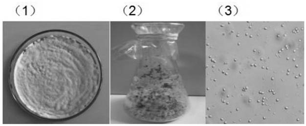 Strains and microbial inoculum for preventing and treating crop diseases as well as preparation method and application of strains and microbial inoculum