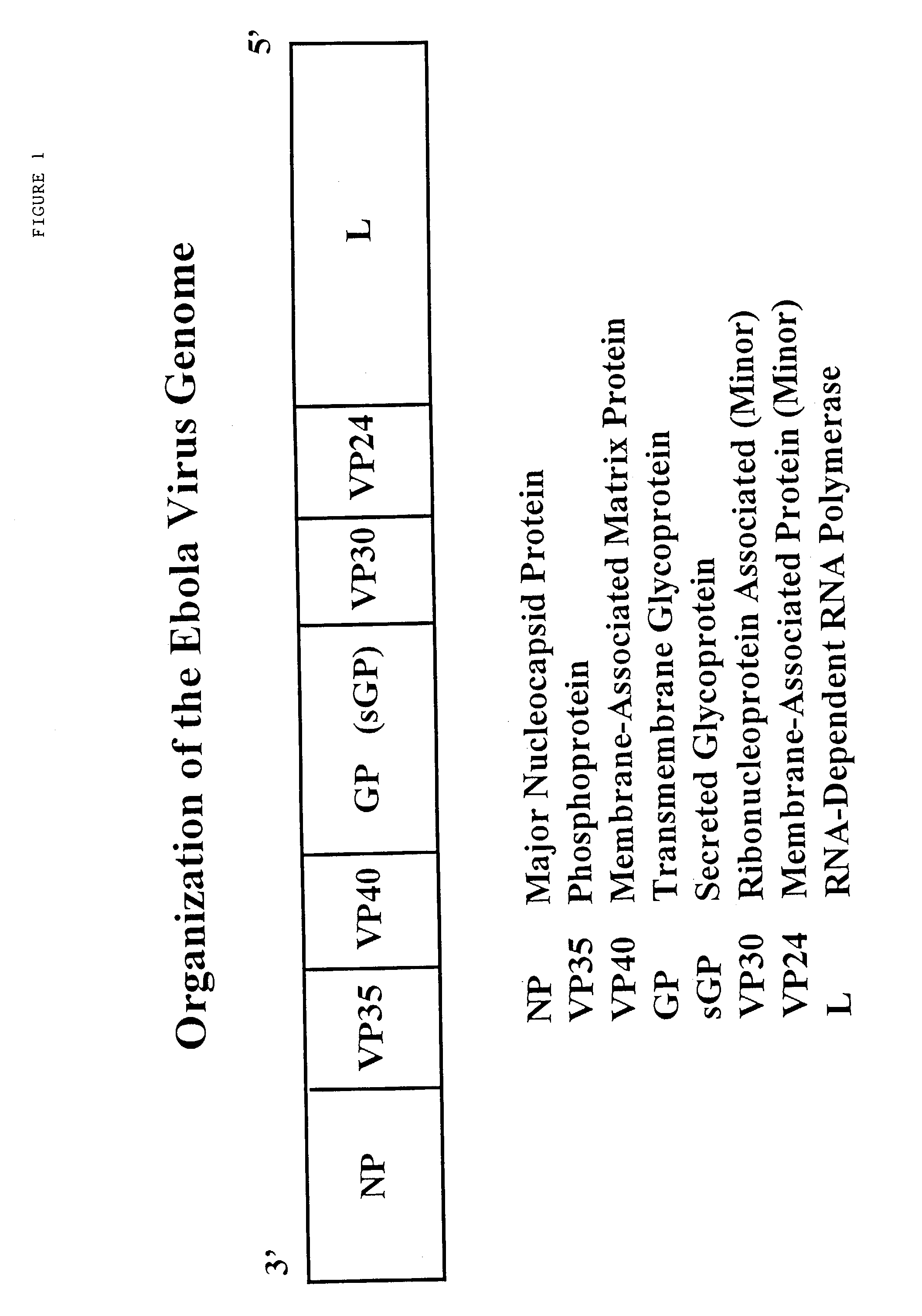 Ebola peptides and immunogenic compositions containing same