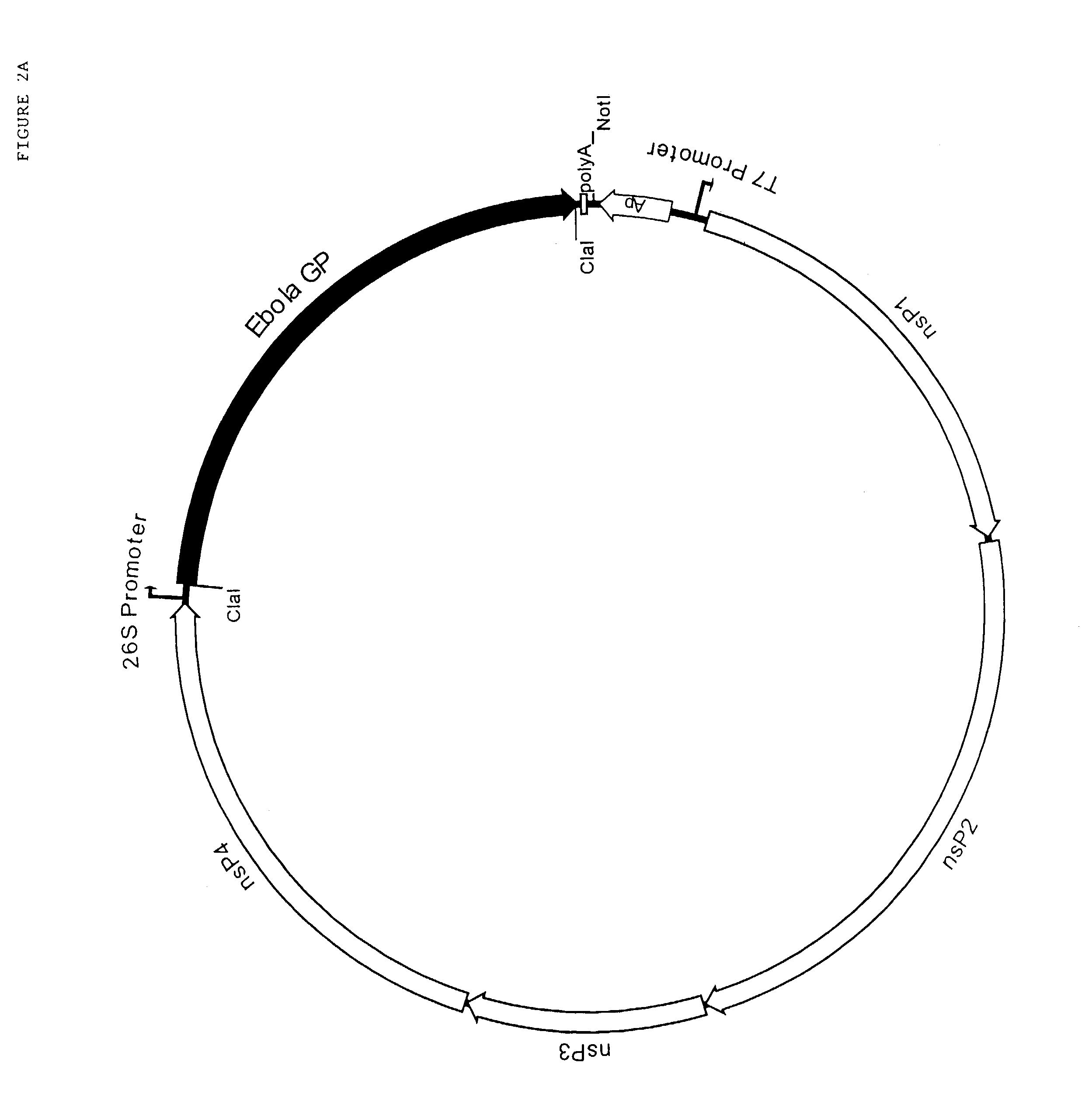 Ebola peptides and immunogenic compositions containing same